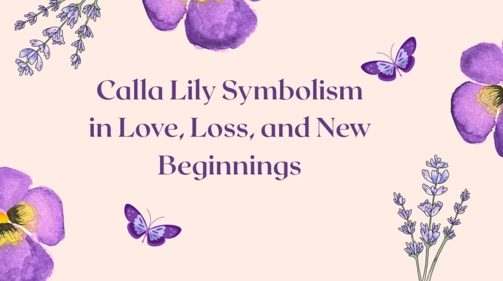 Calla Lily Symbolism in Love, Loss, and New Beginnings